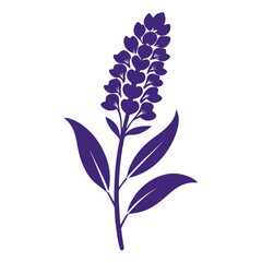  hyacinth flower with branch on white background