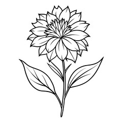 mountain cornflower flower line art on white background