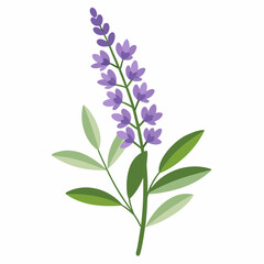 russian sage flower on white background