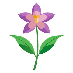 purple sweet rocket flower isolated on white background