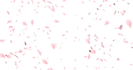 Cherry blossom petals sway in the wind. Isolated on alpha background. 3D rendering.