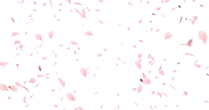 Cherry blossom petals sway in the wind. Isolated on alpha background. 3D rendering.