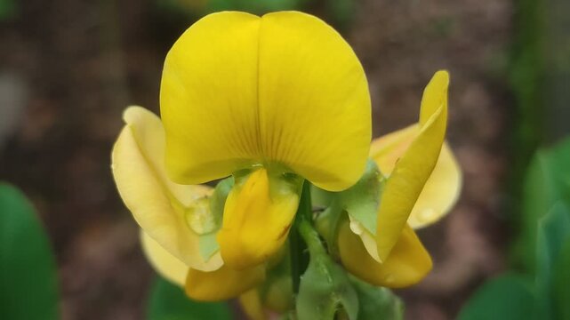 clorataria flowers