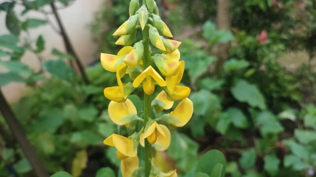 clorataria flowers