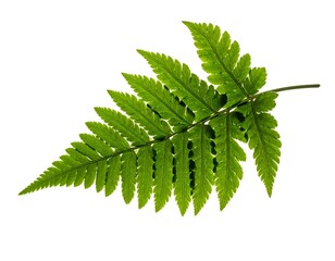 Bright green fern frond isolated on a crisp white background, displaying intricate leaf details