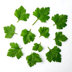 Bright green parsley leaves are arranged in a circle on a clean white background, aerial view, minimalist
