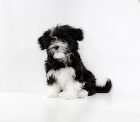 A cute small black and white puppy is posing for a portrait on an isolated white background with no people.