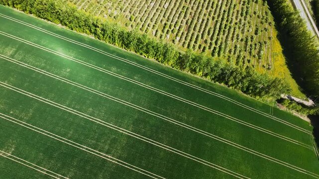 aerial diagonal crop field with hedgerow, energetic drone sweep shows tramlines, roadside contour and drainage ditch, tractor pathway and vine edge visible, high contrast green tones under bright