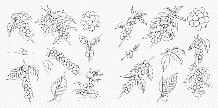 Set of hand-drawn coffee plant branches with beans and leaves in outline style.