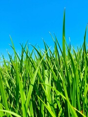 Obraz premium Lush green grass under a clear blue sky, perfect for outdoor activities and nature scenes, sunlight, blue sky