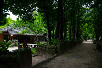 備瀬のフクギ並木と古民家