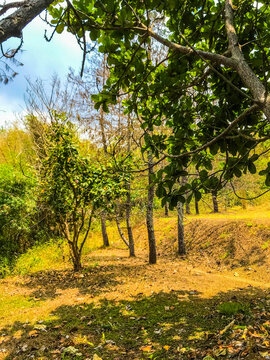 A sunny forest landscape featuring green foliage, tree trunks, and natural shadows on the ground. Peaceful outdoor scenery with warm light and lush vegetation.