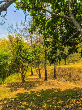 A sunny forest landscape featuring green foliage, tree trunks, and natural shadows on the ground. Peaceful outdoor scenery with warm light and lush vegetation.