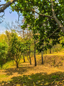 A sunny forest landscape featuring green foliage, tree trunks, and natural shadows on the ground. Peaceful outdoor scenery with warm light and lush vegetation.