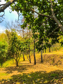 A sunny forest landscape featuring green foliage, tree trunks, and natural shadows on the ground. Peaceful outdoor scenery with warm light and lush vegetation.