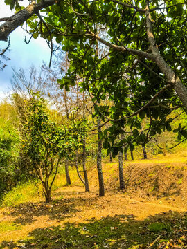 A sunny forest landscape featuring green foliage, tree trunks, and natural shadows on the ground. Peaceful outdoor scenery with warm light and lush vegetation.