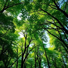 Obraz premium Diverse trees in lush forest canopy, vibrant green leaves, dappled sunlight filtering through branches, landscape, canopy