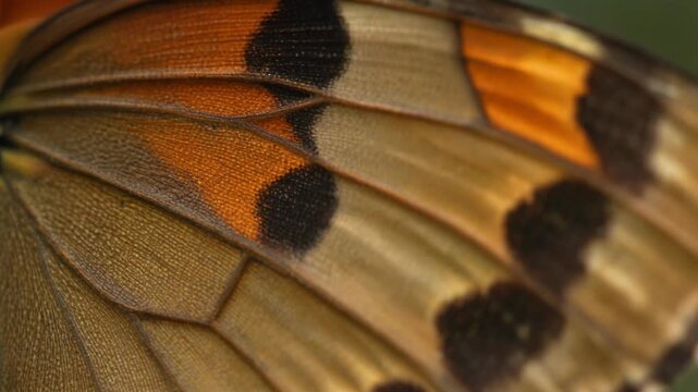 A close-up view of a butterfly wing showcasing its intricate patterns, scales, and vibrant natural colors.