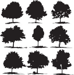 Set of Maple trees in silhouettes