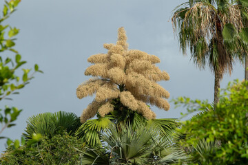 Flowering of the Talipot palm tree at Flamengo landfill, in Rio de Janeiro.