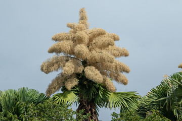 Flowering of the Talipot palm tree at Flamengo landfill, in Rio de Janeiro.