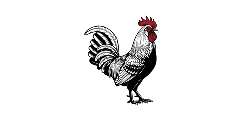 Black and white rooster with fanned tail feathers Vector Image