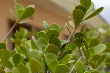 Clusia hilariana plant in a garden in Rio de Janeir.