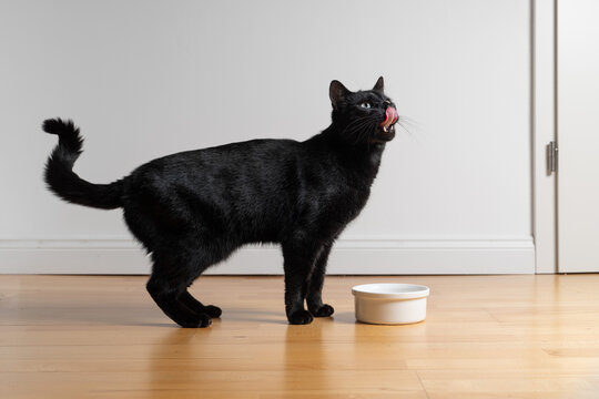 Side view of a black cat standing in front of a food bowl, looking up hungrily and licking its mouth.