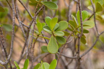 Clusia hilariana plant in a garden in Rio de Janeir.