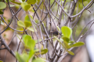 Clusia hilariana plant in a garden in Rio de Janeir.