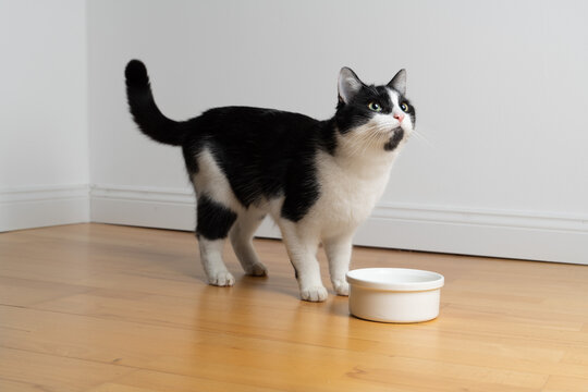 Tuxedo cat stands behind an empty food bowl and looks up expectantly, as if he is about to be fed.