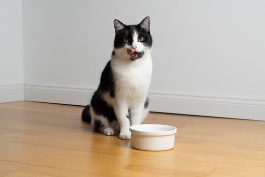 Tuxedo cat in front of an empty food bowl. The cat looks expectantly into the camera licking mouth.