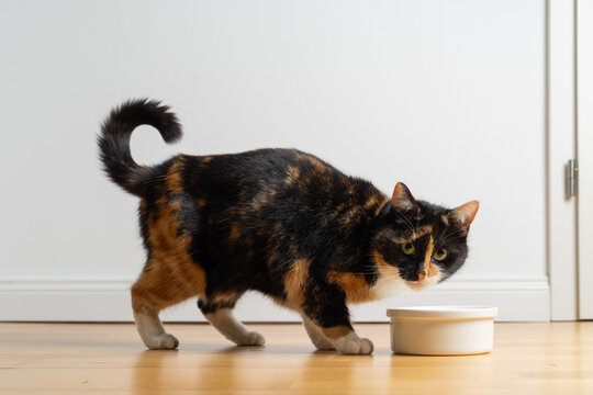 Side view of a calico cat eating from a food bowl on the floor. her gaze turns to the side, toward the camera