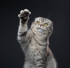 Playful Scottish Fold cat raises its paw and shows its claws against a dark gray background.