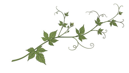 Stylized green vine branch with lobed leaves and tendrils on a white background