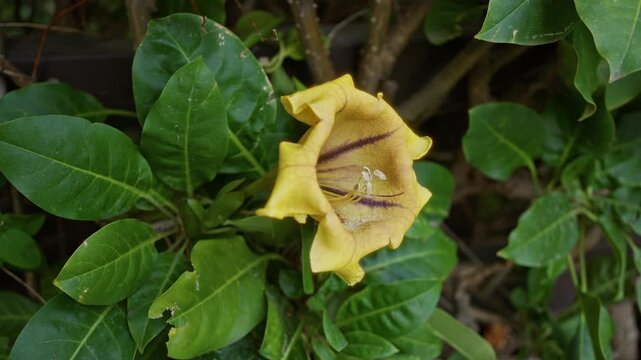 Solandra maxima with vibrant yellow bell-shaped flower and glossy green leaves photographed outdoors in spain, showcasing its natural beauty and botanical elegance.