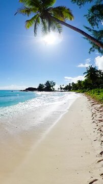 Tall palm tree leaning toward the turquoise ocean on a tropical beach with white sand, lush greenery, and bright sunlight. Constance Lemuria Beach. Seychelles, Praslin.