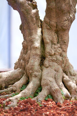Natural Bonsai Tree Texture Featuring Thick Roots and Bark