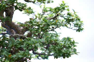 Bonzai Emerald Leaves on Sculpted Branches
