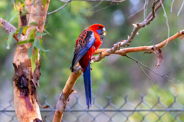 Photograph of an Australian Crimson Rosella Parrot sitting in a tree on a sunny summer day in the Blue Mountains in Australia.