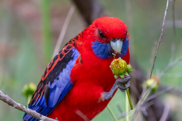 Photograph of an Australian Crimson Rosella Parrot sitting in a tree on a sunny summer day in the Blue Mountains in Australia.