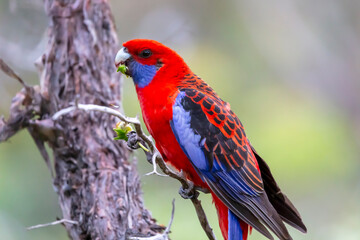 Fototapeta premium Photograph of an Australian Crimson Rosella Parrot sitting in a tree on a sunny summer day in the Blue Mountains in Australia.