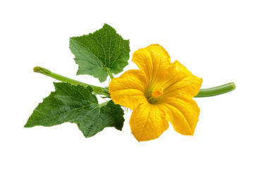 Bright yellow squash blossom with green leaves and stem on black flower, Png, Isolated on Transparent Background, Cut Out