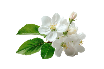 White apple blossoms and green leaves against a black background flower tree, Png, Isolated on Transparent Background, Cut Out