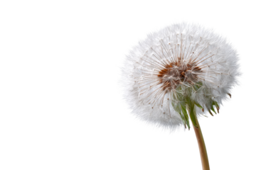 Close up of a white dandelion seed head with brown center against black image, Png, Isolated on Transparent Background, Cut Out