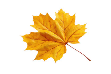 Fototapeta premium Single bright yellow maple leaf with red veins on black background autumn fall, Png, Isolated on Transparent Background, Cut Out