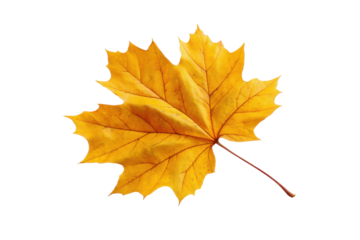 Single bright yellow maple leaf with red veins on black background autumn fall, Png, Isolated on Transparent Background, Cut Out