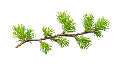 Fototapeta premium A sprig of pine needles on a white background.