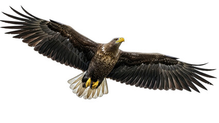 Fototapeta premium White-tailed Eagle Soaring in Flight on White Background