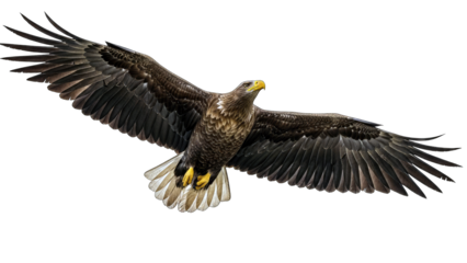 White-tailed Eagle Soaring in Flight on White Background